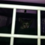 pui de pisica salvati de pompieri