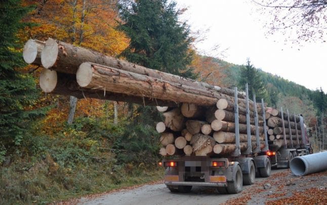 lemn furat - Jurnalul Olteniei – Știri din Craiova și Oltenia