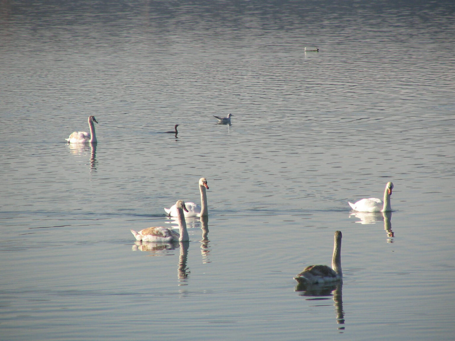 lebede pe Dunare - Jurnalul Olteniei – Știri din Craiova și Oltenia