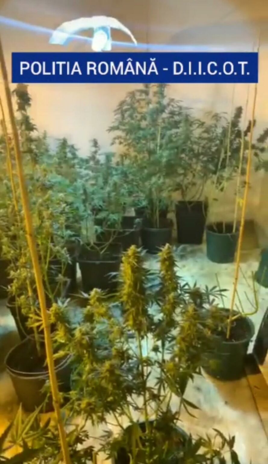 Bcco Antidrog - Jurnalul Olteniei – Știri din Craiova și Oltenia