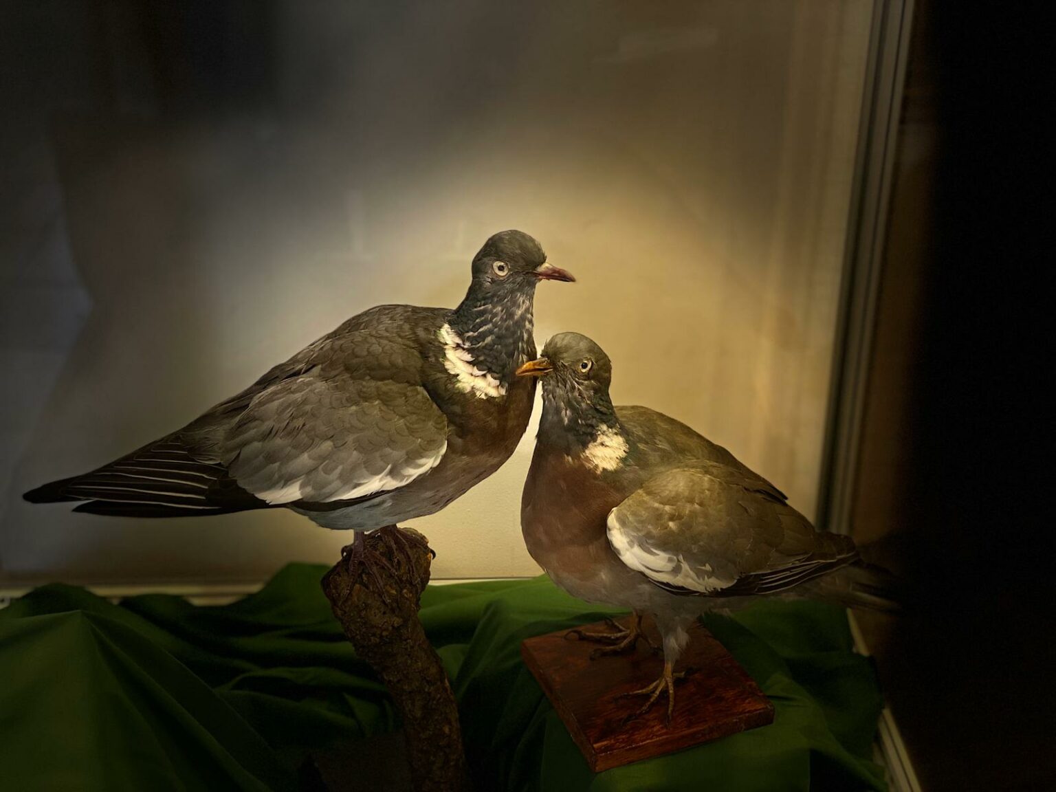 porumbelul gulerat - Jurnalul Olteniei – Știri din Craiova și Oltenia