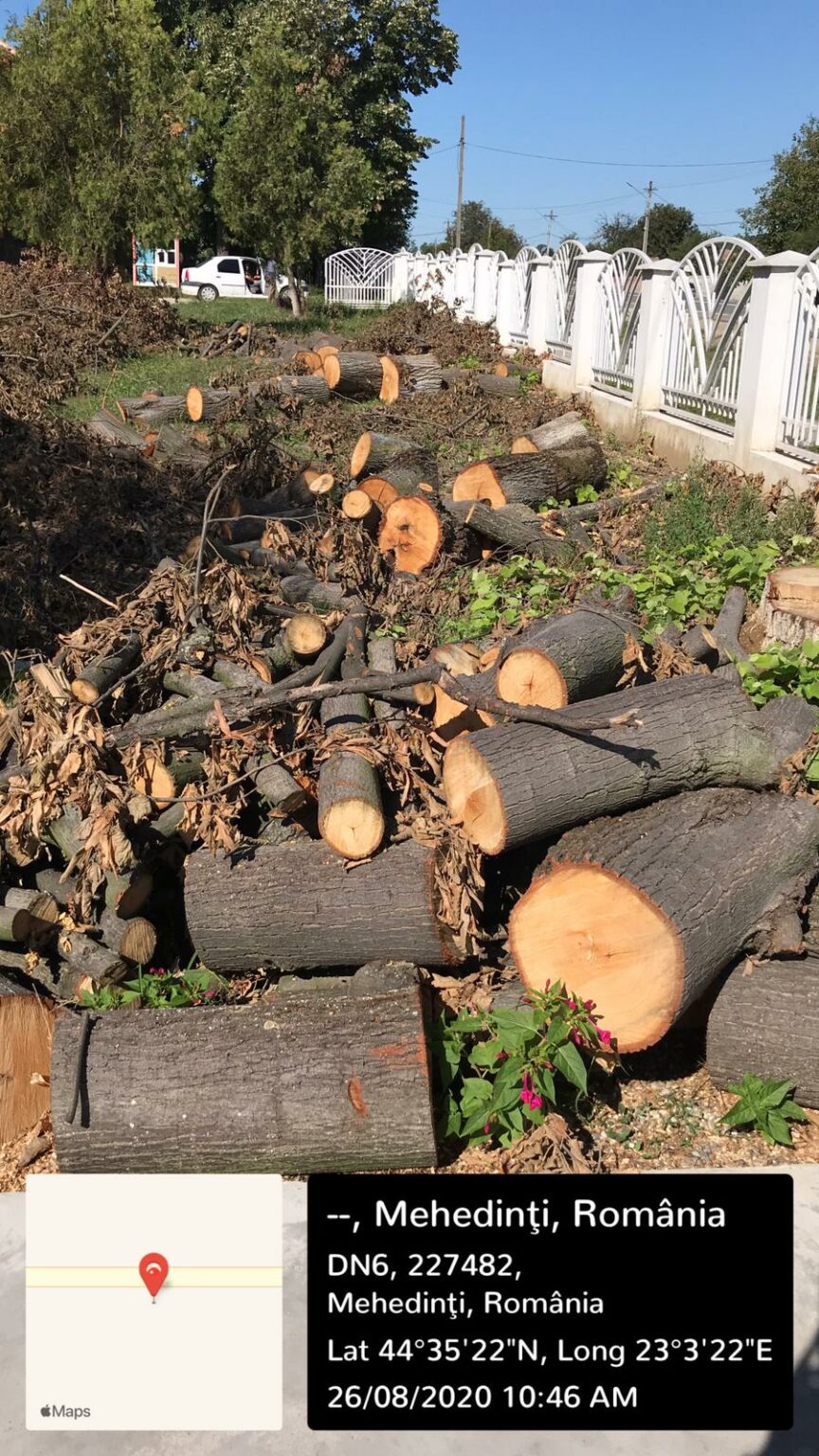 arbori tăiați - Jurnalul Olteniei – Știri din Craiova și Oltenia