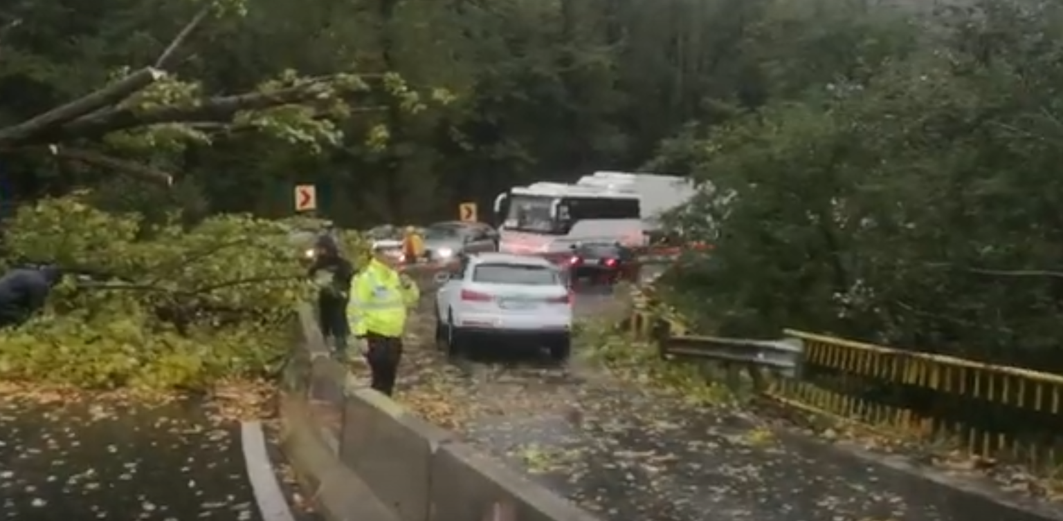 copaci cazuti VL - Jurnalul Olteniei – Știri din Craiova și Oltenia