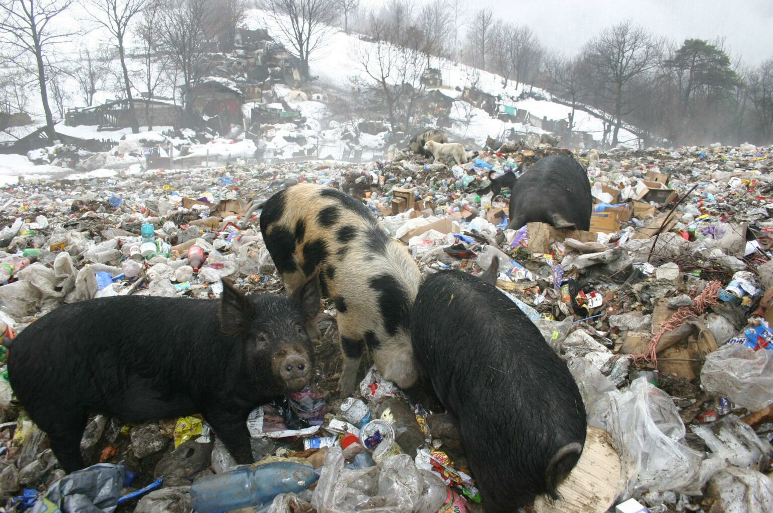 porci - Jurnalul Olteniei – Știri din Craiova și Oltenia