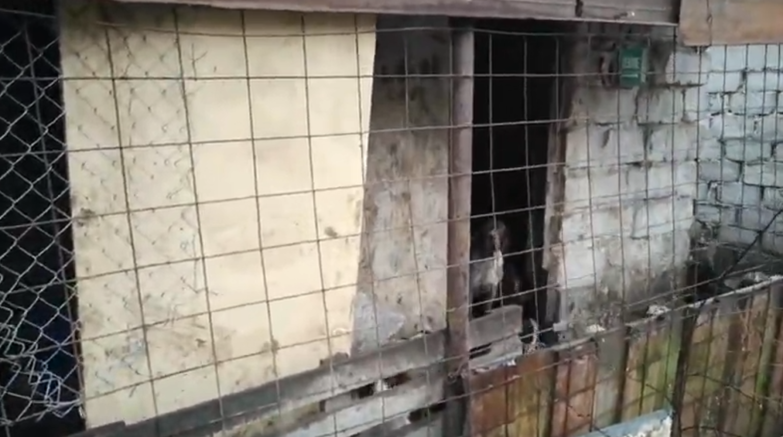 caini de vanatoare - Jurnalul Olteniei – Știri din Craiova și Oltenia