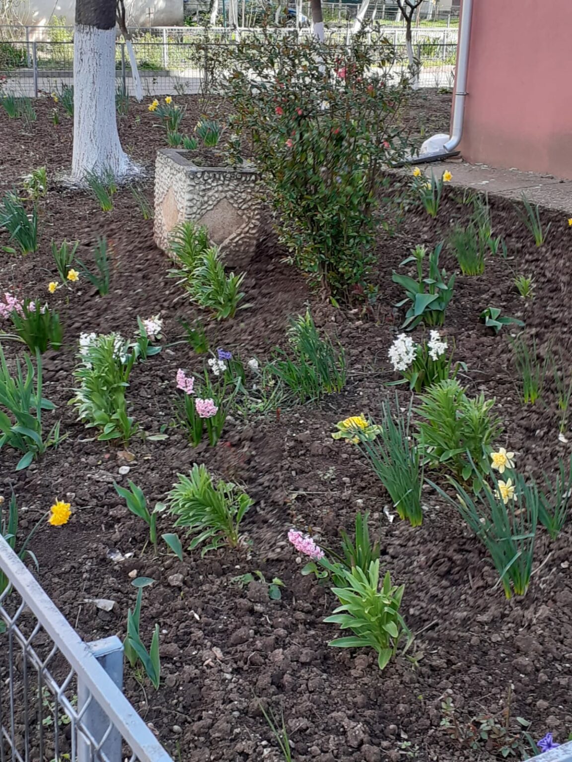 08.04 Caracal - Jurnalul Olteniei – Știri din Craiova și Oltenia