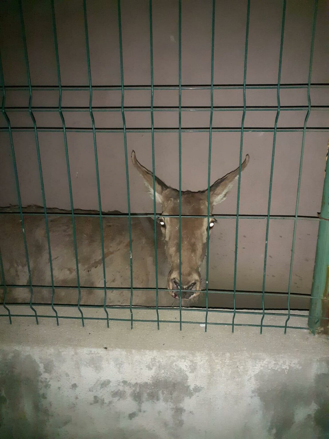 WhatsApp Image 2021-04-22 at 21.32.19 - Jurnalul Olteniei – Știri din Craiova și Oltenia