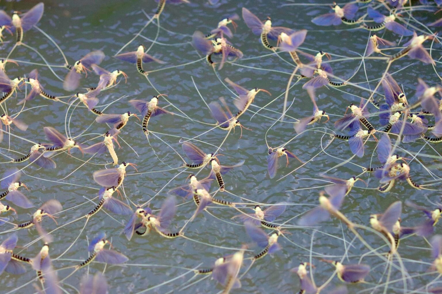 197901992_10158002639346466_45862181167890540_n - Jurnalul Olteniei – Știri din Craiova și Oltenia