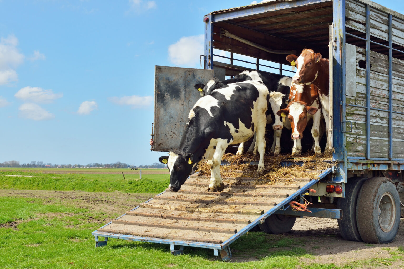 cattle of cows on transport to meadow - Jurnalul Olteniei – Știri din Craiova și Oltenia