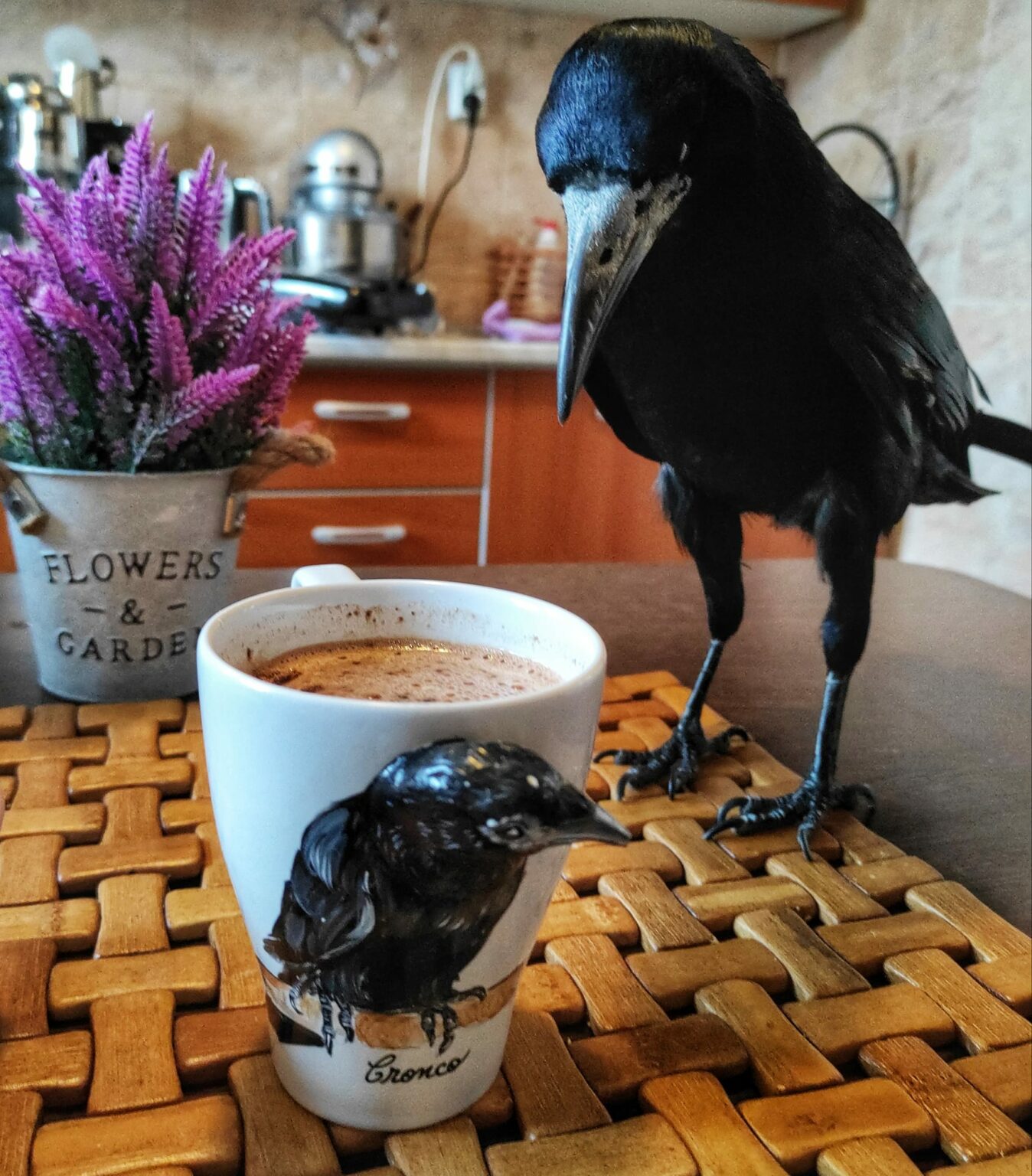 cioara vedeta - Jurnalul Olteniei – Știri din Craiova și Oltenia cioara vedeta