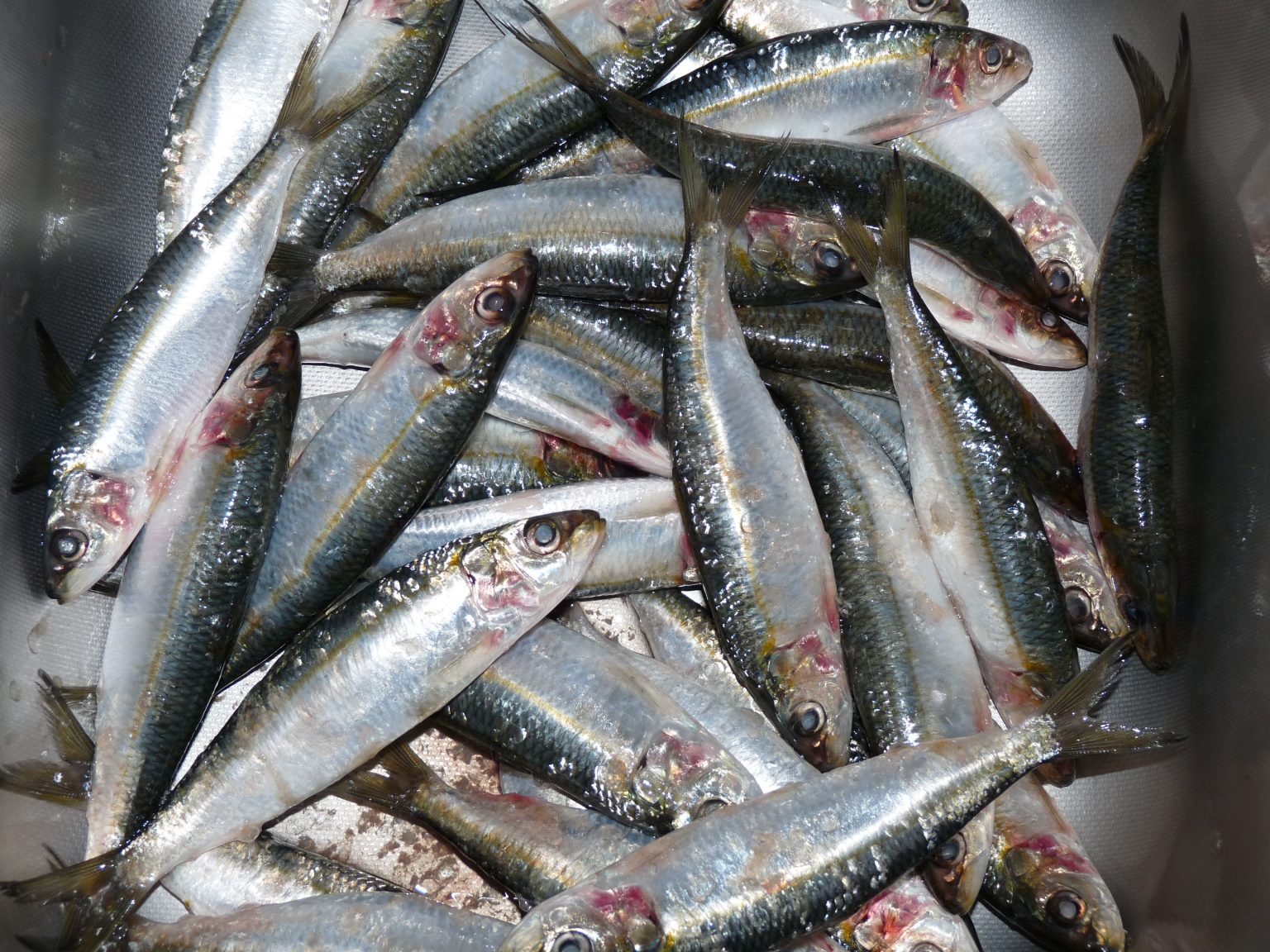 p1000908 - Jurnalul Olteniei – Știri din Craiova și Oltenia