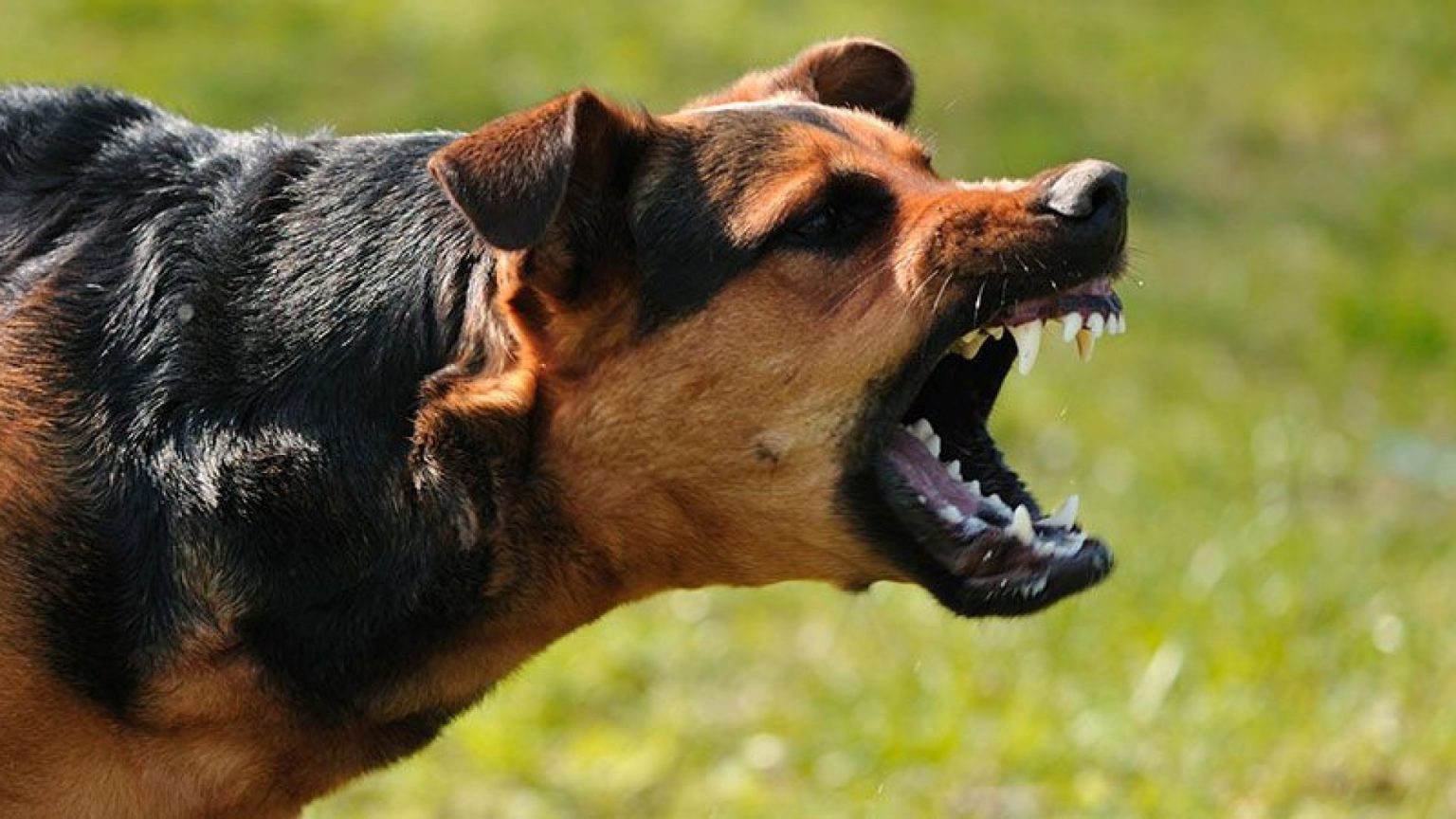 when-dogs-attack_77379600 - Jurnalul Olteniei – Știri din Craiova și Oltenia