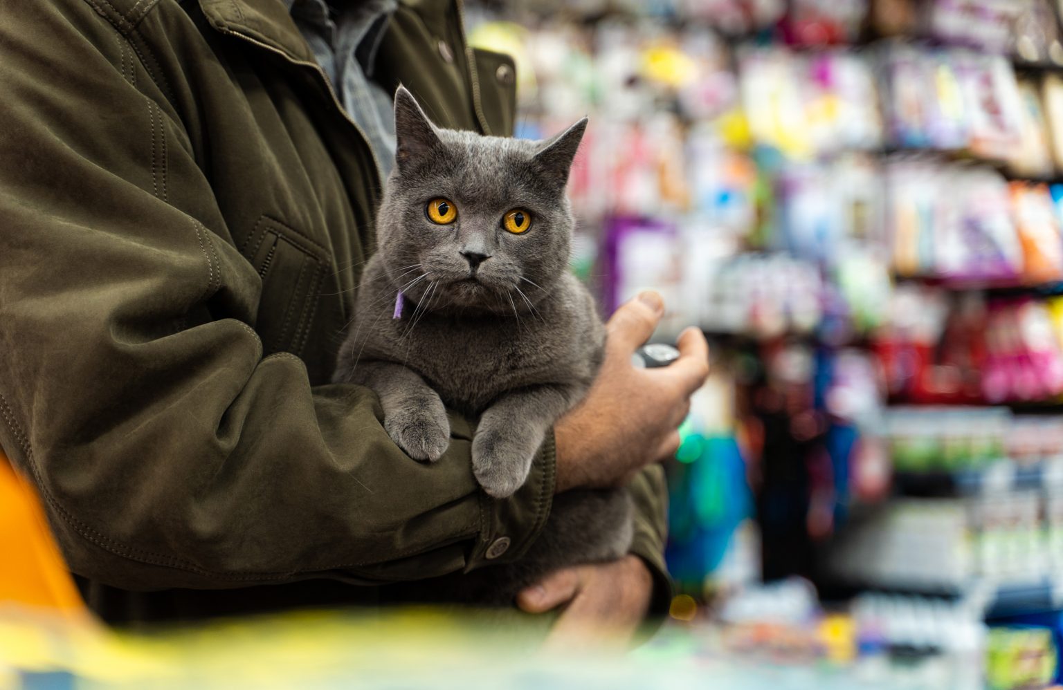 Animal-de-companie-pisica-1 - Jurnalul Olteniei – Știri din Craiova și Oltenia