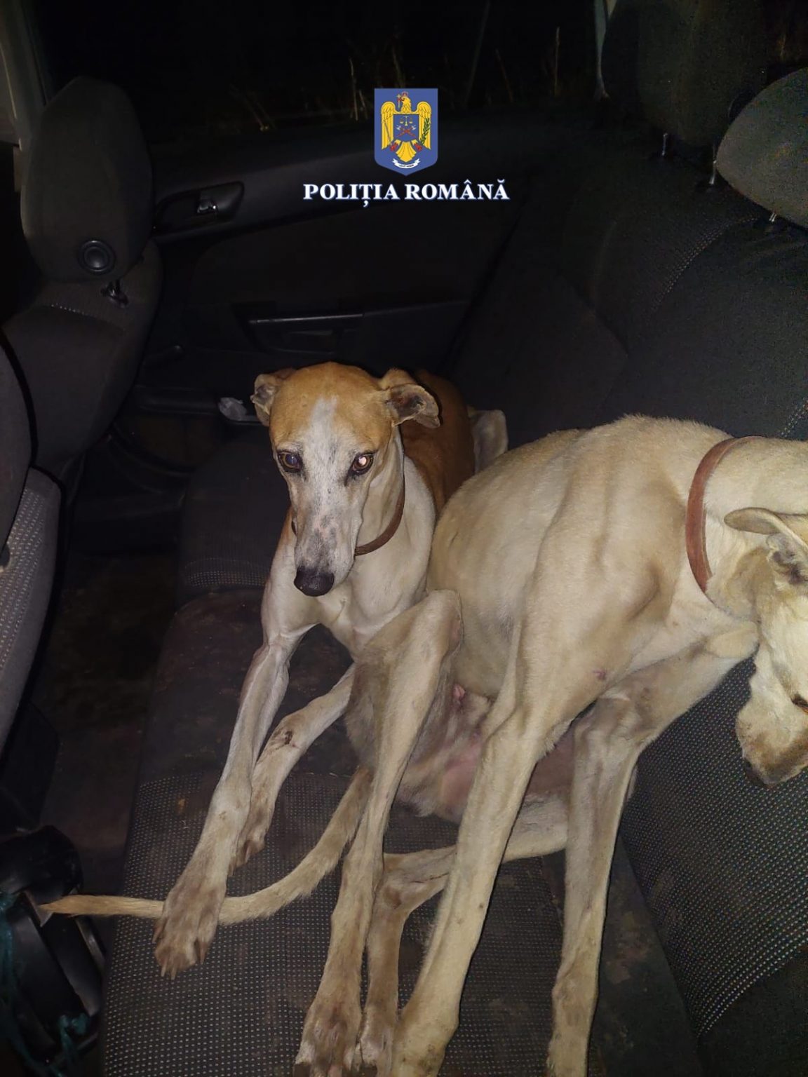 WhatsApp Image 2022-03-18 at 00.55.03 - Jurnalul Olteniei – Știri din Craiova și Oltenia