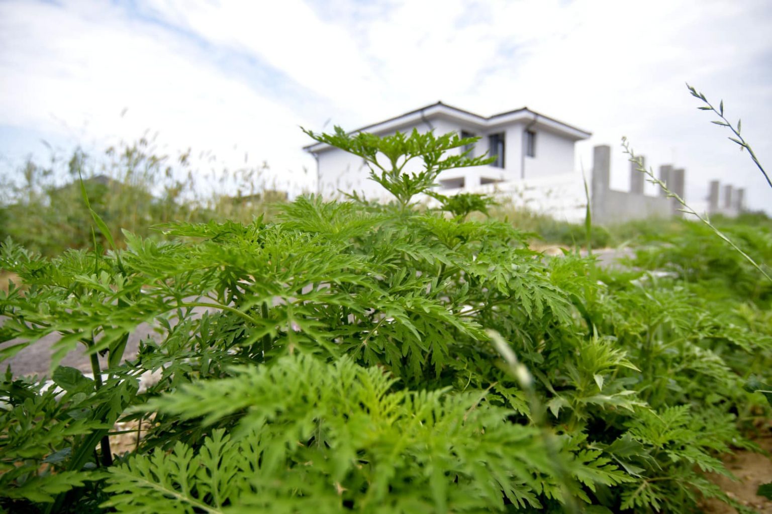 ambrozie - Jurnalul Olteniei – Știri din Craiova și Oltenia