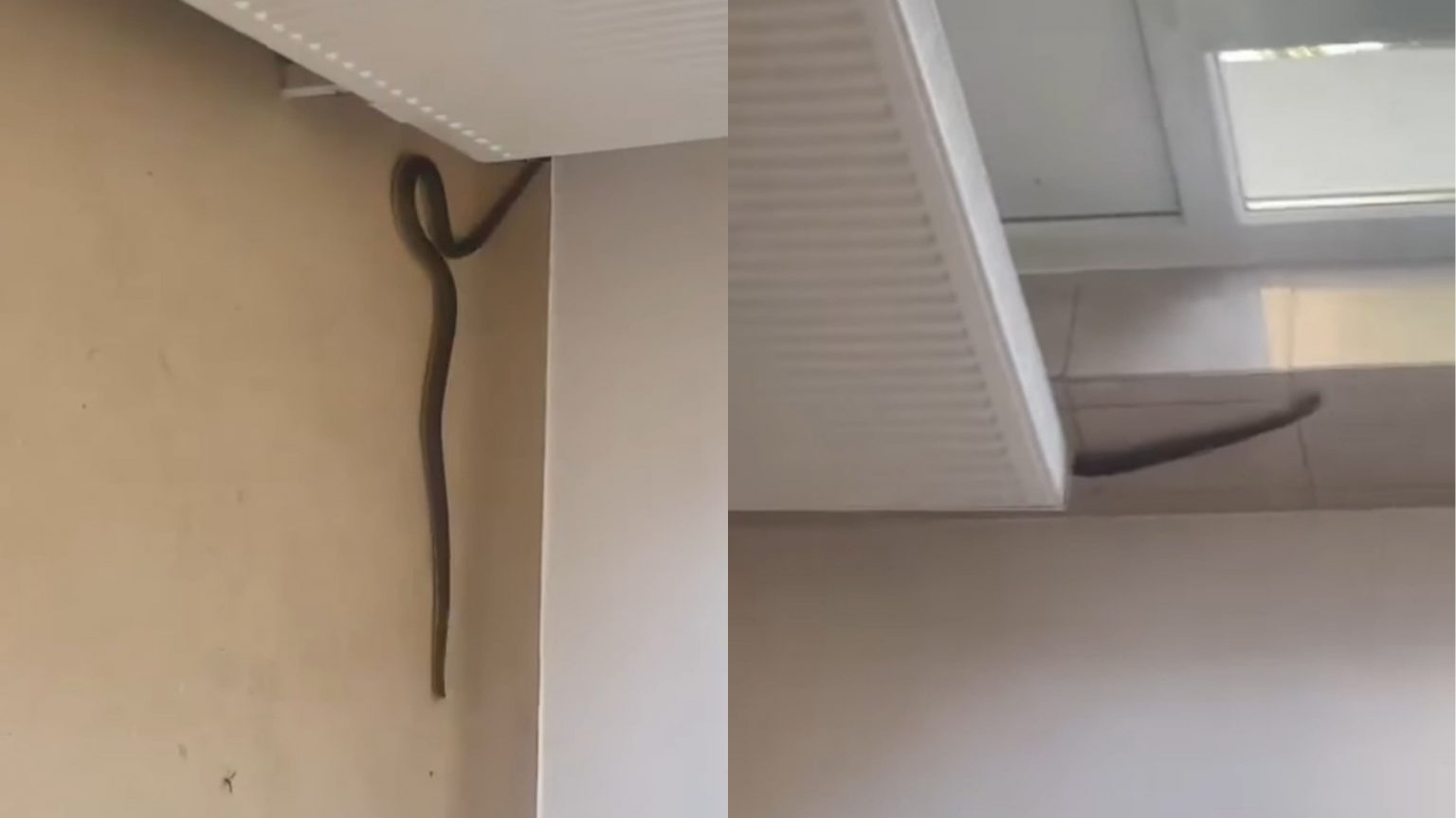 sarpe spital - Jurnalul Olteniei – Știri din Craiova și Oltenia