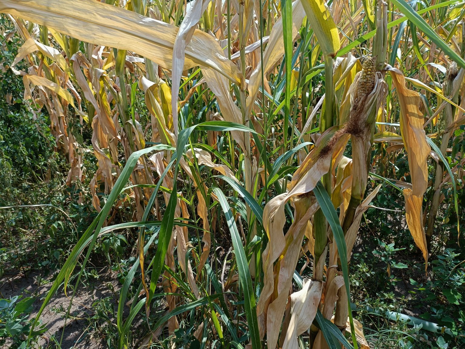 IMG20220725111754 - Jurnalul Olteniei – Știri din Craiova și Oltenia