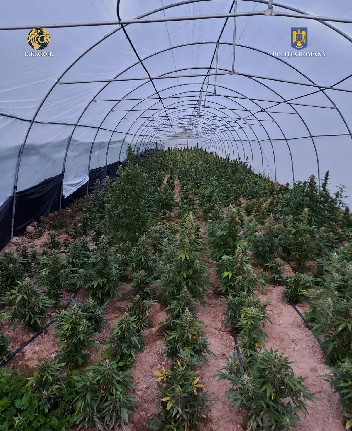 WhatsApp Image 2022-08-25 at 08.51.33 (6) - Jurnalul Olteniei – Știri din Craiova și Oltenia