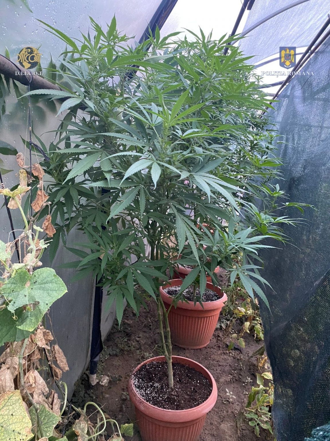 IMG-20220902-WA0023 - Jurnalul Olteniei – Știri din Craiova și Oltenia