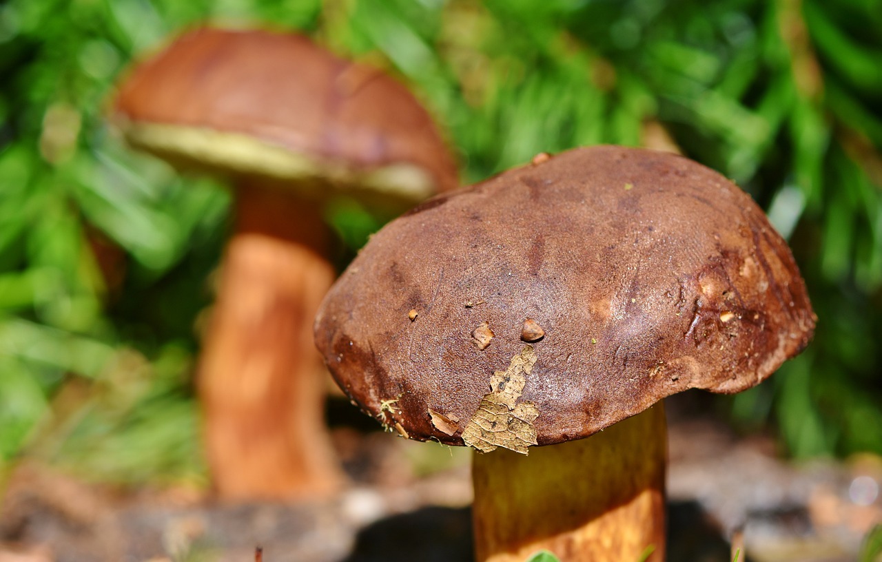 chestnut-bolete-3708755_1280 - Jurnalul Olteniei – Știri din Craiova și Oltenia