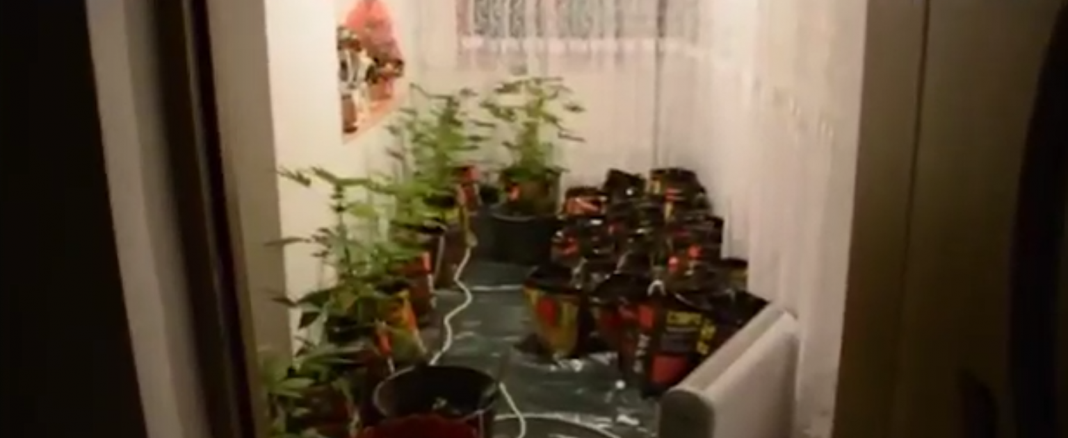 droguri ghivece - Jurnalul Olteniei – Știri din Craiova și Oltenia