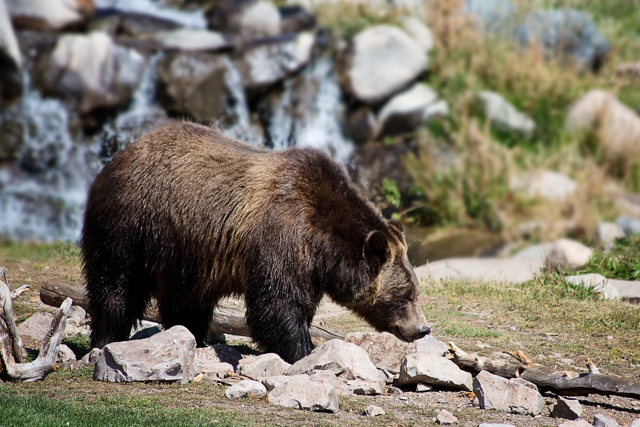 grizzly-bear-2788682_1280 - Jurnalul Olteniei – Știri din Craiova și Oltenia