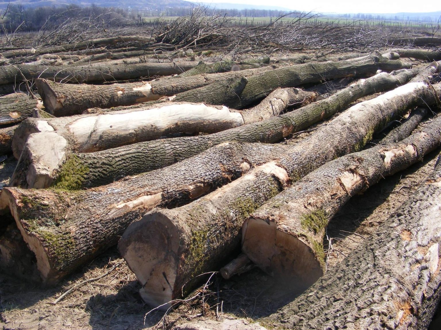 lemne din padure - Jurnalul Olteniei – Știri din Craiova și Oltenia