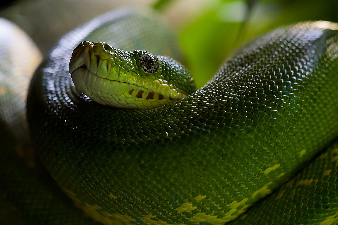green-tree-python-226553_1280 - Jurnalul Olteniei – Știri din Craiova și Oltenia