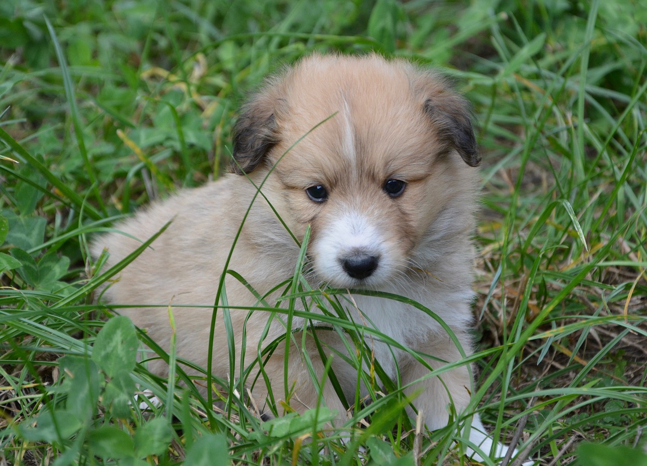 cățel - Jurnalul Olteniei – Știri din Craiova și Oltenia cățel