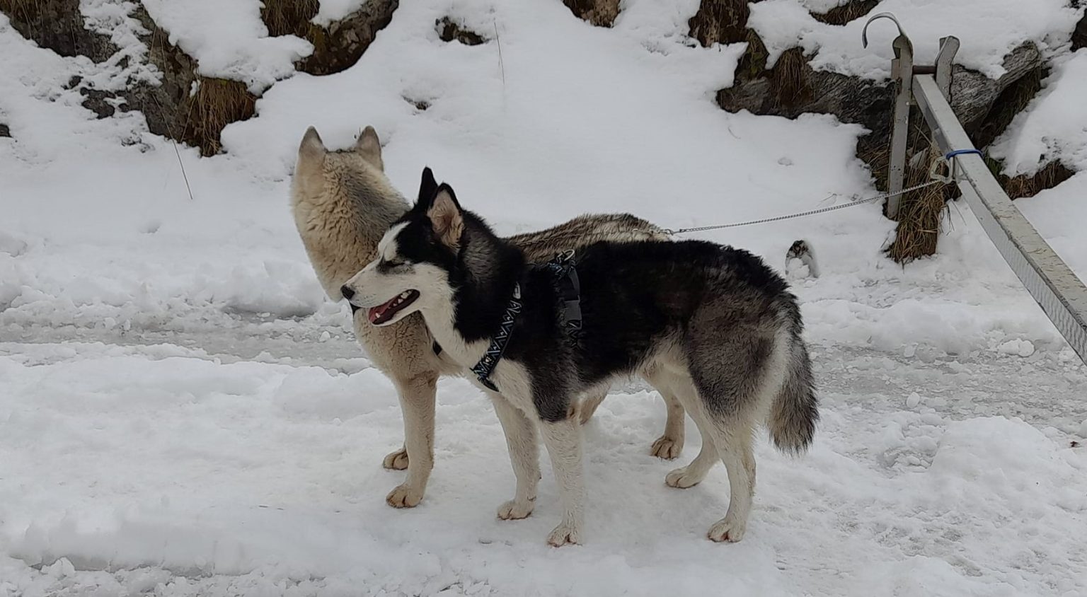 318453299_5940863675977142_9157106540112936010_n - Jurnalul Olteniei – Știri din Craiova și Oltenia