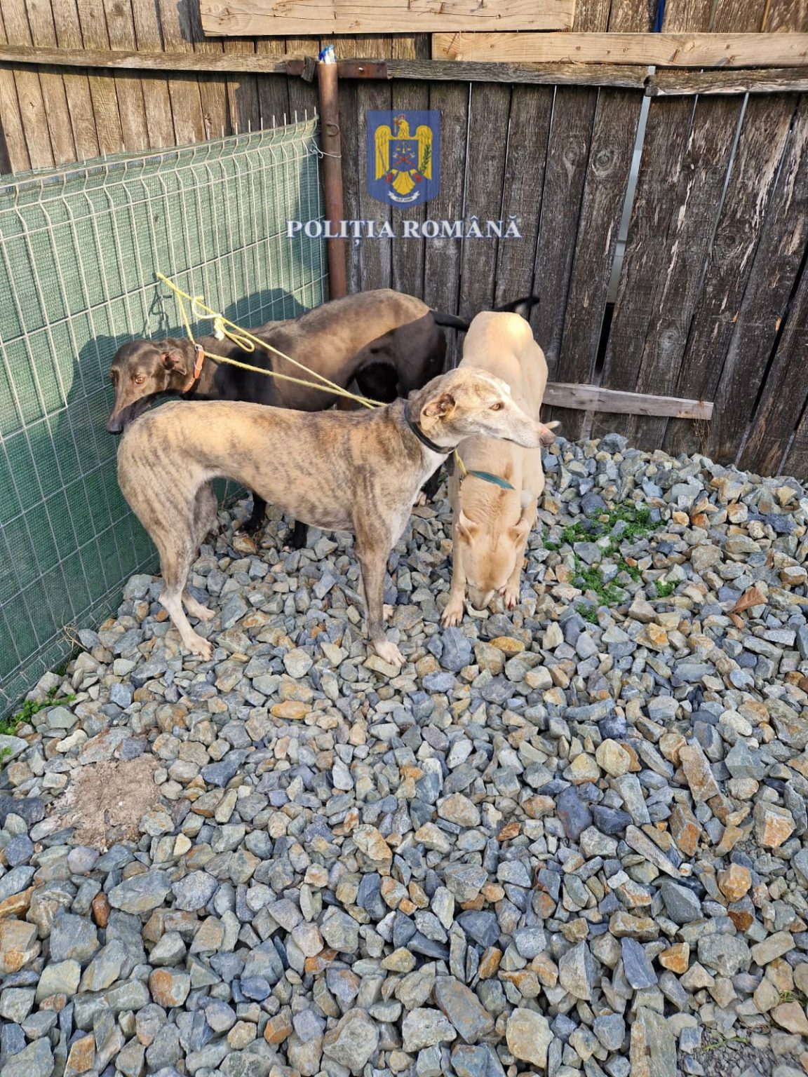 IMG-20230306-WA0013 - Jurnalul Olteniei – Știri din Craiova și Oltenia