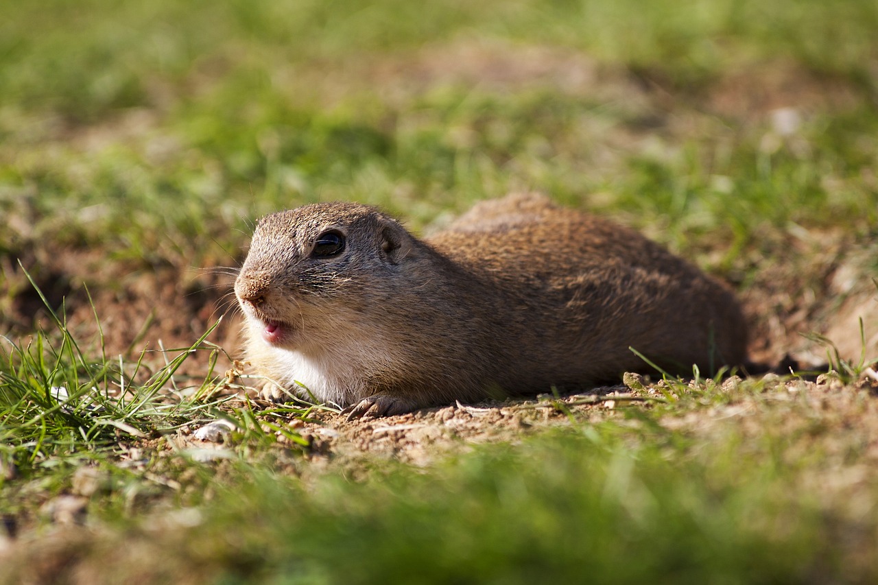 european-ground-squirrel-5581109_1280 - Jurnalul Olteniei – Știri din Craiova și Oltenia