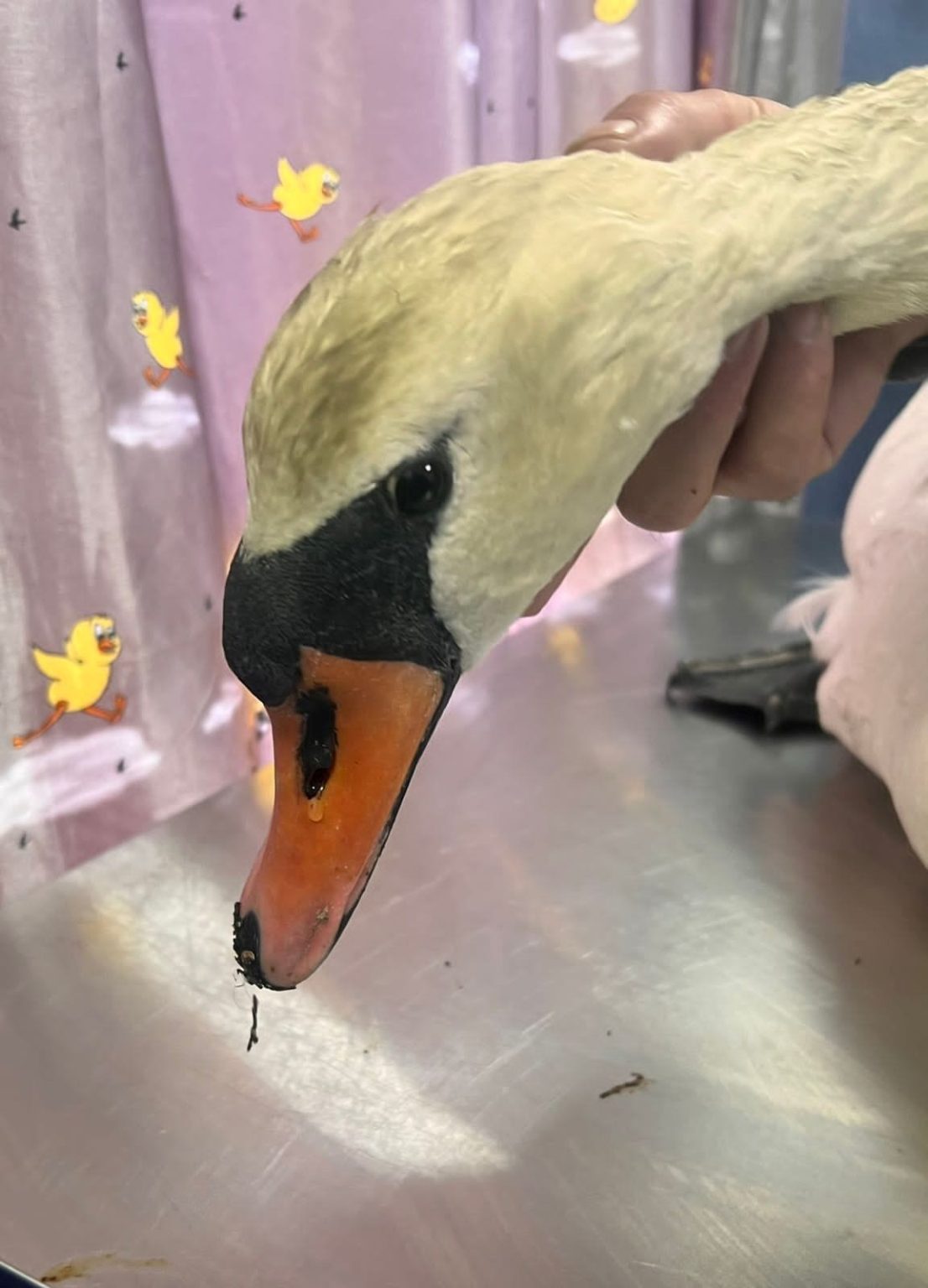 338739682_930581421420555_8912745794928669970_n - Jurnalul Olteniei – Știri din Craiova și Oltenia