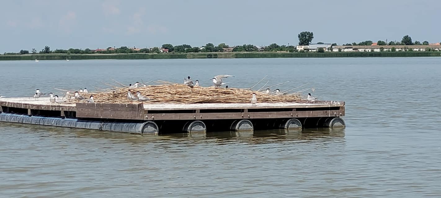 platforme - Jurnalul Olteniei – Știri din Craiova și Oltenia