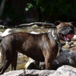 Staffordshire Terrier,