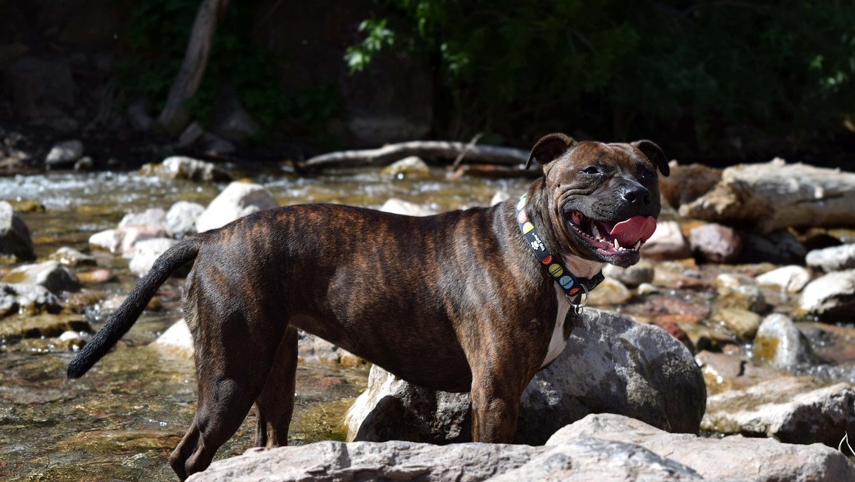 Staffordshire Terrier,