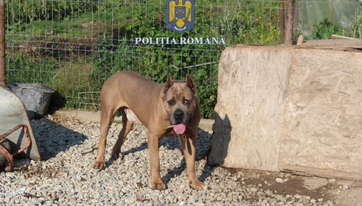 354348799_234117989412188_437864031374598569_n - Jurnalul Olteniei – Știri din Craiova și Oltenia