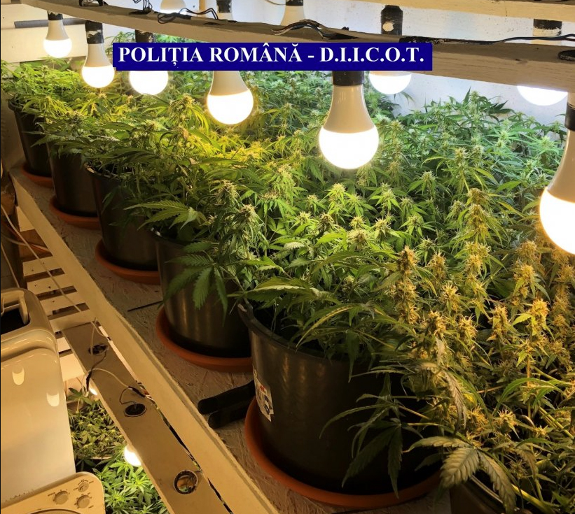 Canabis in apartament DIICOT - Jurnalul Olteniei – Știri din Craiova și Oltenia