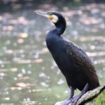 cormoranul