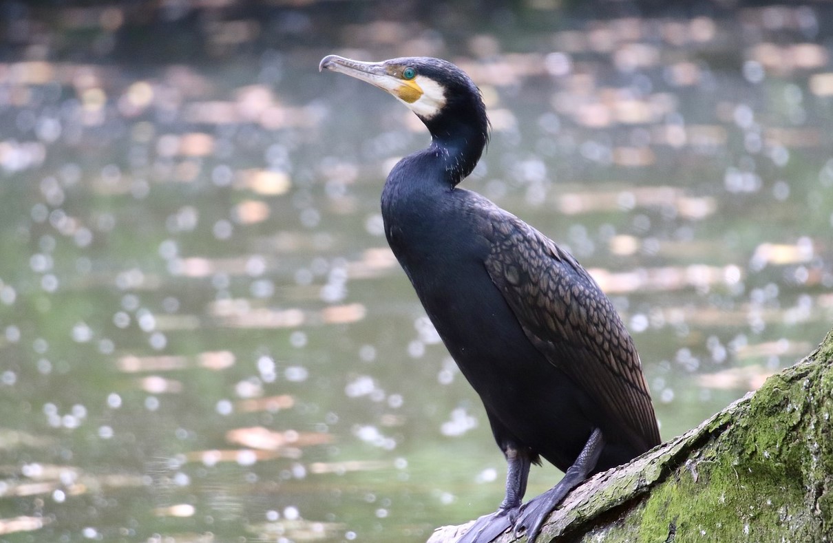 cormoranul