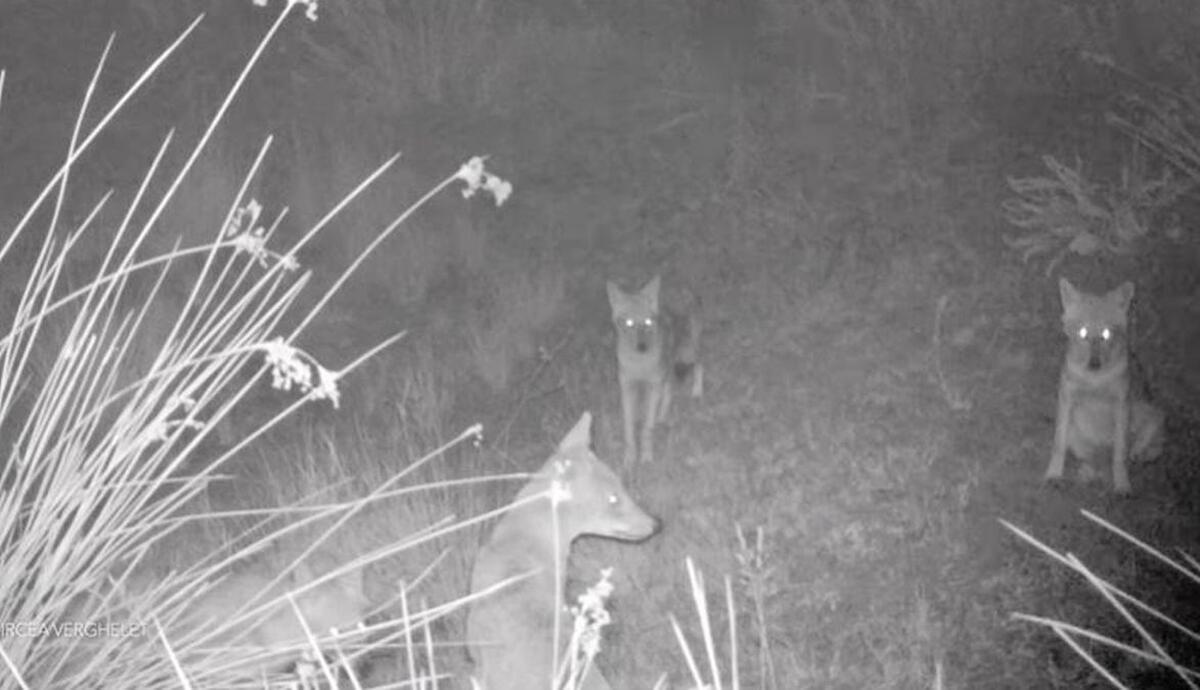 282f57cb42ad33d99cde7ad8c01899cbce44c5fe - Jurnalul Olteniei – Știri din Craiova și Oltenia