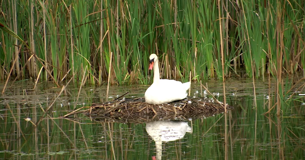 gorj delta - Jurnalul Olteniei – Știri din Craiova și Oltenia