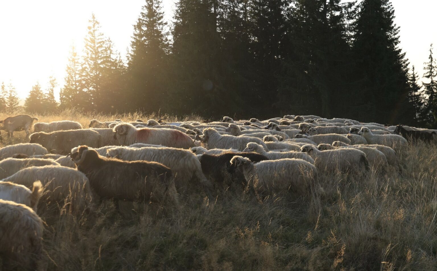 407979807_371379768731261_5290034506162238670_n - Jurnalul Olteniei – Știri din Craiova și Oltenia