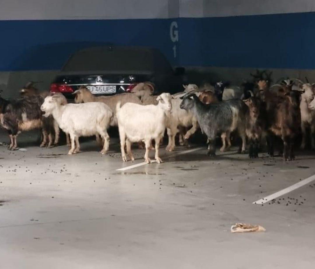 Screenshot_20231217-221122 - Jurnalul Olteniei – Știri din Craiova și Oltenia