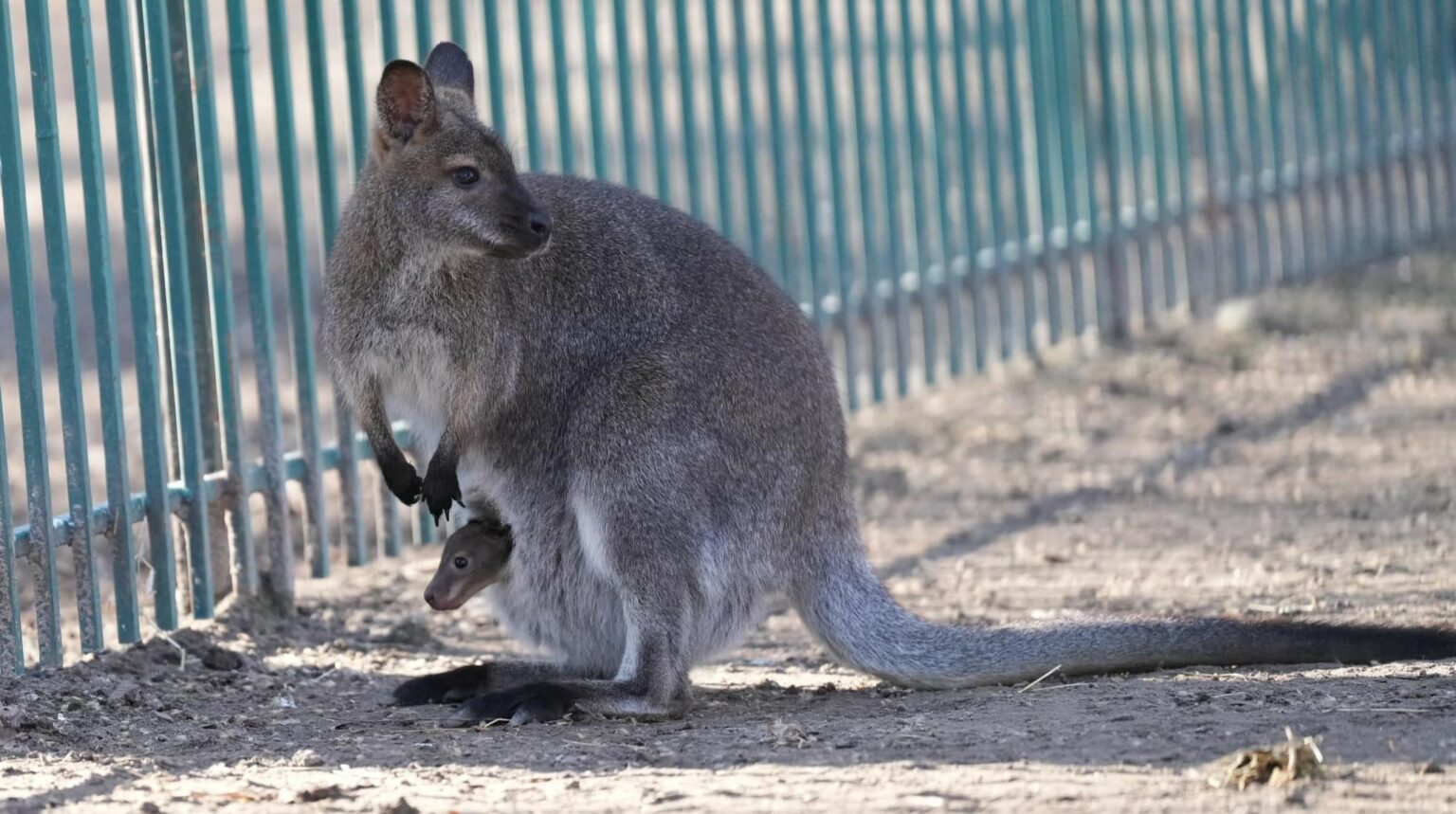 425727791_902652391528924_60628204032271633_n - Jurnalul Olteniei – Știri din Craiova și Oltenia