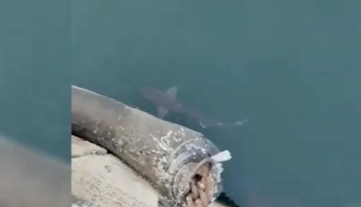 un-rechin-a-fost-surprins-la-suprafata-apei-in-constanta-video - Jurnalul Olteniei – Știri din Craiova și Oltenia
