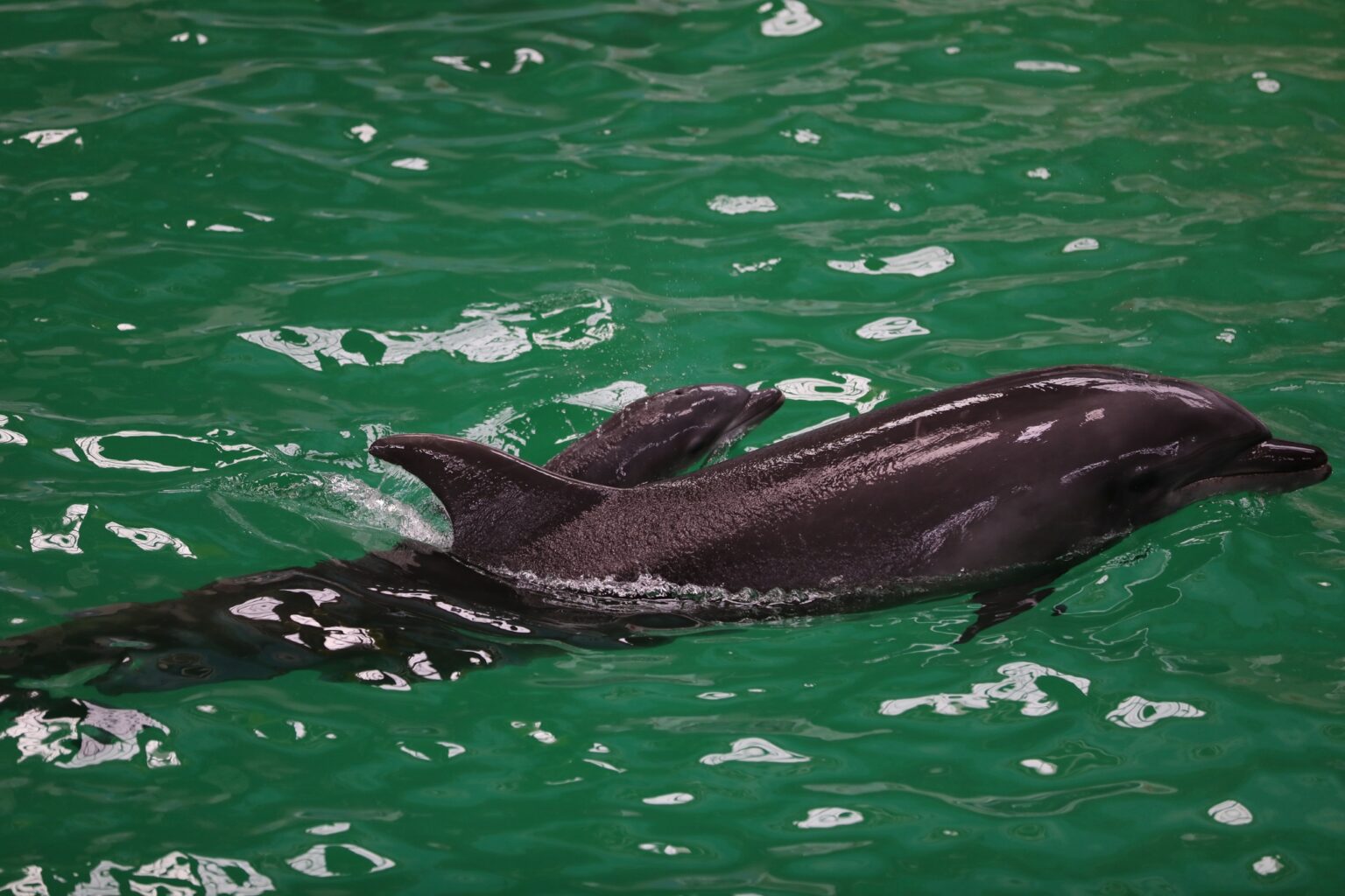 432293780_791983409649219_13606201172304566_n - Jurnalul Olteniei – Știri din Craiova și Oltenia