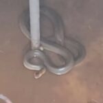 Foto: Facebook/Jandarmeria Mehedinți