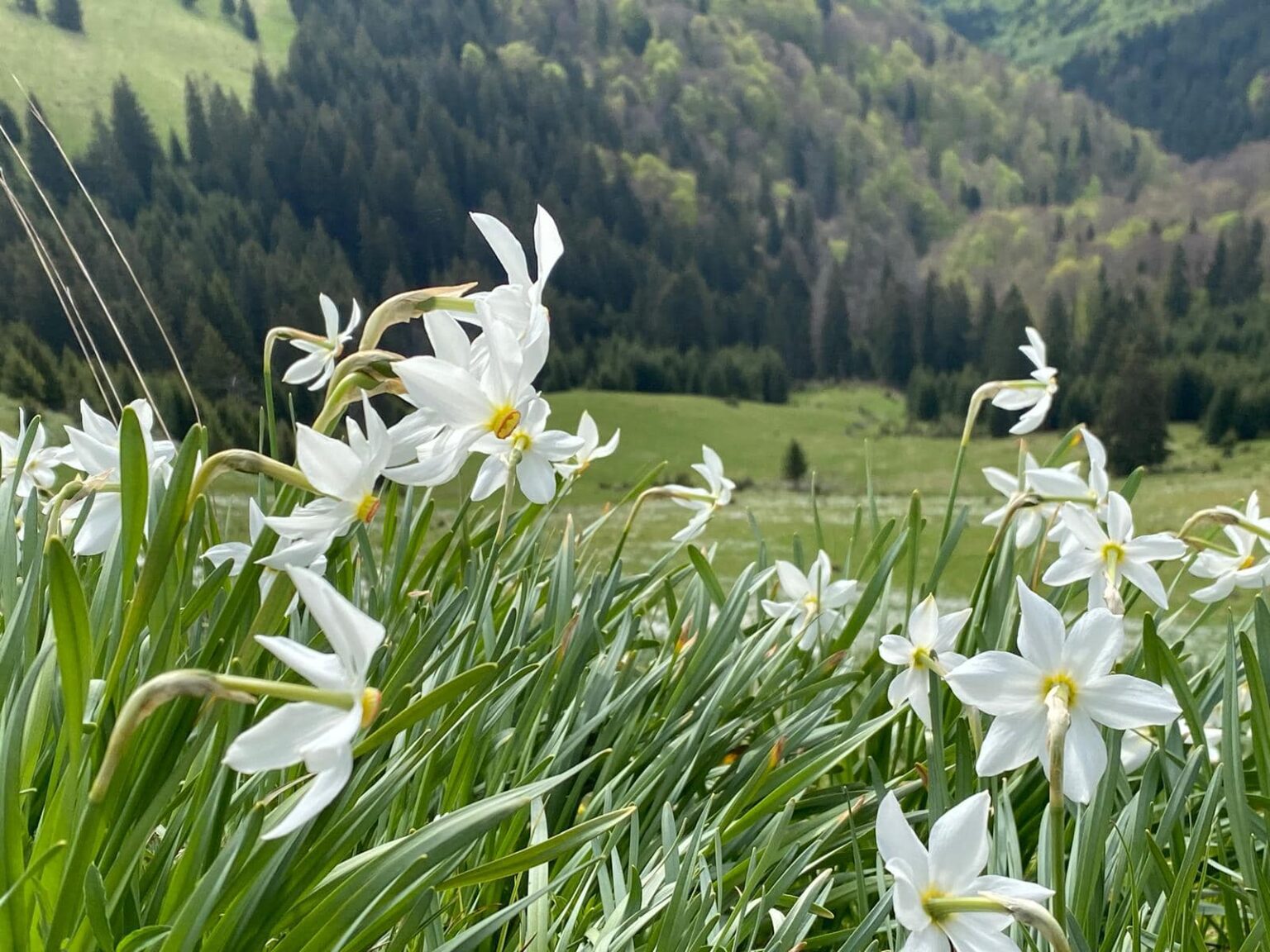 Foto: Facebook/Romsilva - Parcul National Muntii Rodnei - Jurnalul Olteniei – Știri din Craiova și Oltenia Foto: Facebook/Romsilva - Parcul National Muntii Rodnei