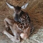 Foto: Facebook/Lia Olguta Vasilescu